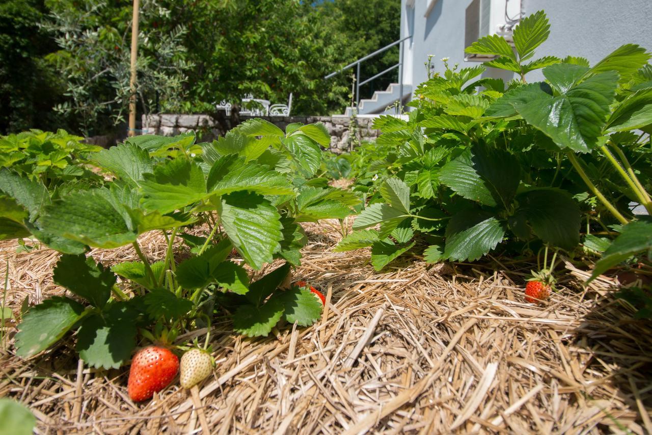Organic Gardens Villa تْسْغيكفانِتْسا المظهر الخارجي الصورة