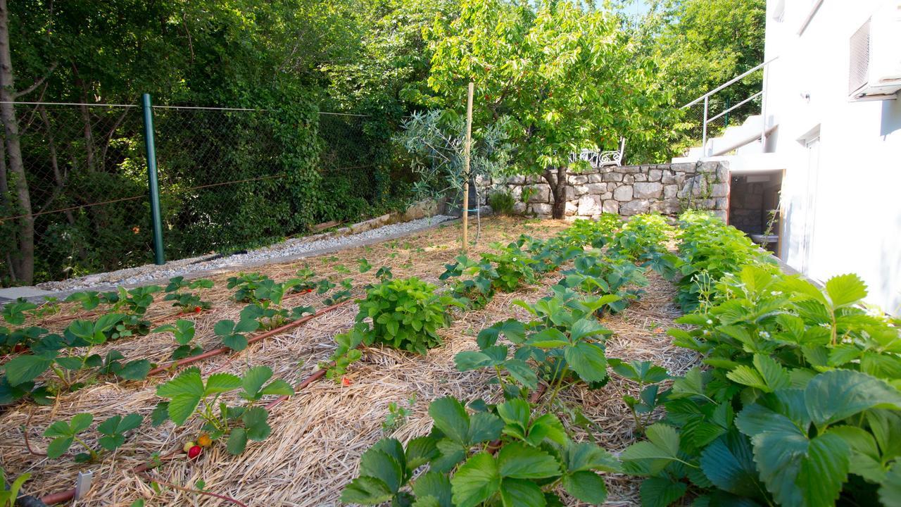 Organic Gardens Villa تْسْغيكفانِتْسا المظهر الخارجي الصورة