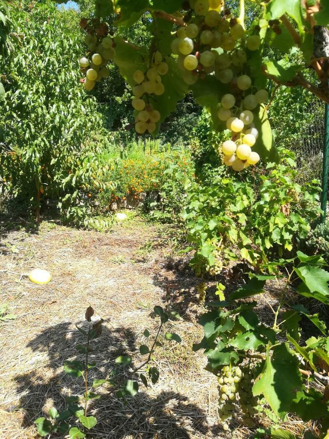 Organic Gardens Villa تْسْغيكفانِتْسا المظهر الخارجي الصورة